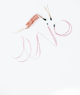 Thermistor NTC phủ epoxy với dây chì nhôm cho nhiệt kế kỹ thuật số